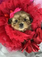 Vivian EXTREME TEDDY BEAR FACE! , a female Shih Tzu and Yorkshire Terrier for sale in Tacoma, WA – 8 of 10