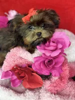 Tiny Lucy ready now! Tiny shorkie girl , a female Shih Tzu and Yorkshire Terrier for sale in Tacoma, WA – 9 of 10