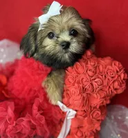 Amore Extreme baby doll face vet check ready now , a female Shih Tzu and Yorkshire Terrier for sale in Tacoma, WA – 5 of 6