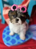 Abbey EXTREME BABY DOLL FACE! Ready now, a female Shih Tzu and Yorkshire Terrier for sale in Tacoma, WA – 6 of 10