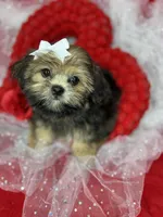 Amour Sweetest girl ready now , a female Shih Tzu and Yorkshire Terrier for sale in Tacoma, WA – 5 of 7