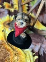 JACKS sunshine gold , a male Shorkie for sale in Tacoma, WA – 3 of 8