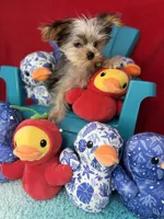 Joey ready now  Merle Shorkie sweetheart , a male Yorkshire Terrier for sale in Tacoma, WA – 3 of 6