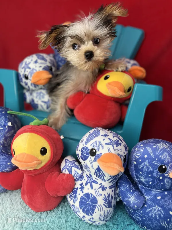 Joey ready now  Merle Shorkie sweetheart  – Yorkshire Terrier puppy for sale in Tacoma, WA