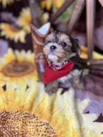 JACKS sunshine gold , a male Shorkie for sale in Tacoma, WA – 7 of 8