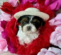  Extreme xTiny baby doll face girl , a female Shih Tzu and Yorkshire Terrier for sale in Tacoma, WA – 2 of 10