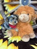 Joey Blue eyes tweed Merle boy , a male Shorkie for sale in Tacoma, WA – Photo 4 of 10