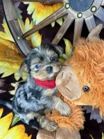 Joey Blue eyes tweed Merle boy , a male Shorkie for sale in Tacoma, WA – Photo 9 of 10