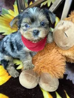 Joey Blue eyes tweed Merle boy , a male Shorkie for sale in Tacoma, WA – Photo 8 of 10