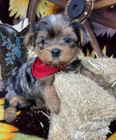 Joey Blue eyes tweed Merle boy , a male Shorkie for sale in Tacoma, WA – Photo 3 of 10