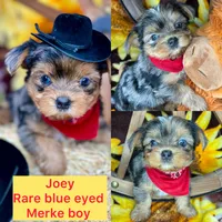 Joey Blue eyes tweed Merle boy , a male Shorkie for sale in Tacoma, WA – Photo 10 of 10