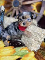 Joey Blue eyes tweed Merle boy , a male Shorkie for sale in Tacoma, WA – Photo 5 of 10