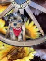 Joey Blue eyes tweed Merle boy , a male Shorkie for sale in Tacoma, WA – Photo 2 of 10