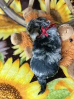 Joey Blue eyes tweed Merle boy , a male Shorkie for sale in Tacoma, WA – Photo 7 of 10