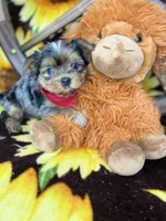 Joey Blue eyes tweed Merle boy , a male Shorkie for sale in Tacoma, WA – Photo 6 of 10
