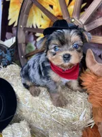 Joey Blue eyes tweed Merle boy , a male Shorkie for sale in Tacoma, WA – Photo 1 of 10