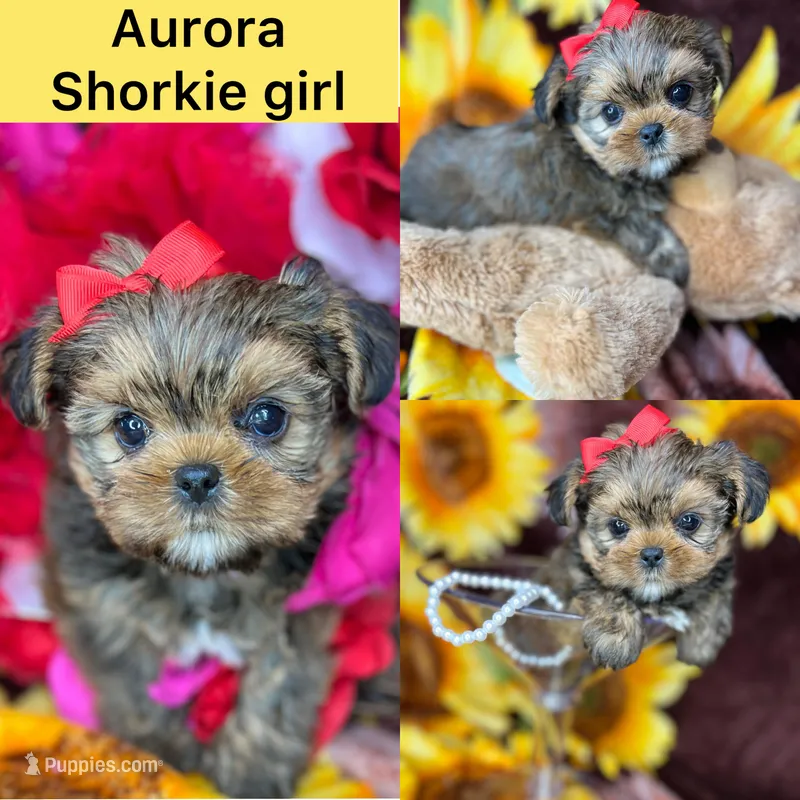 Aurora  – Shih Tzu, Yorkshire Terrier puppy for sale in Tacoma, WA
