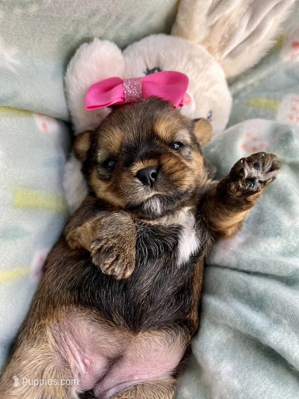 Aurora  – Shih Tzu, Yorkshire Terrier puppy for sale in Tacoma, WA