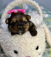 Aurora , a female Shih Tzu and Yorkshire Terrier for sale in Tacoma, WA – Photo 4 of 5