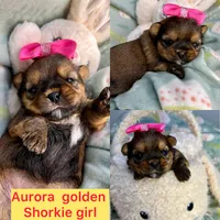 Aurora , a female Shih Tzu and Yorkshire Terrier for sale in Tacoma, WA – Photo 5 of 5