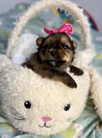 Aurora , a female Shih Tzu and Yorkshire Terrier for sale in Tacoma, WA – Photo 2 of 5