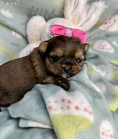 Aurora , a female Shih Tzu and Yorkshire Terrier for sale in Tacoma, WA – Photo 3 of 5