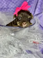 Xxxxtiny Kiwi , a female Shih Tzu and Yorkshire Terrier for sale in Tacoma, WA – Photo 9 of 10