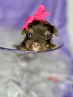 Xxxxtiny Kiwi , a female Shih Tzu and Yorkshire Terrier for sale in Tacoma, WA – Photo 5 of 10