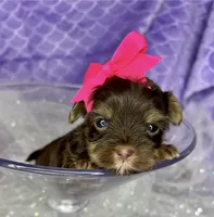 Xxxxtiny Kiwi , a female Shih Tzu and Yorkshire Terrier for sale in Tacoma, WA – Photo 2 of 10