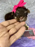 Xxxxtiny Kiwi , a female Shih Tzu and Yorkshire Terrier for sale in Tacoma, WA – Photo 4 of 10