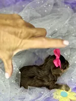 Xxxxtiny Kiwi , a female Shih Tzu and Yorkshire Terrier for sale in Tacoma, WA – Photo 3 of 10