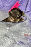 Xxxxtiny Kiwi , a female Shih Tzu and Yorkshire Terrier for sale in Tacoma, WA – Photo 6 of 10