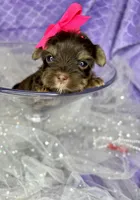 Xxxxtiny Kiwi , a female Shih Tzu and Yorkshire Terrier for sale in Tacoma, WA – Photo 7 of 10