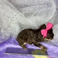 Xxxxtiny Kiwi , a female Shih Tzu and Yorkshire Terrier for sale in Tacoma, WA – Photo 8 of 10