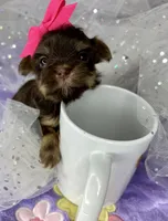 Xxxxtiny Kiwi , a female Shih Tzu and Yorkshire Terrier for sale in Tacoma, WA – Photo 10 of 10