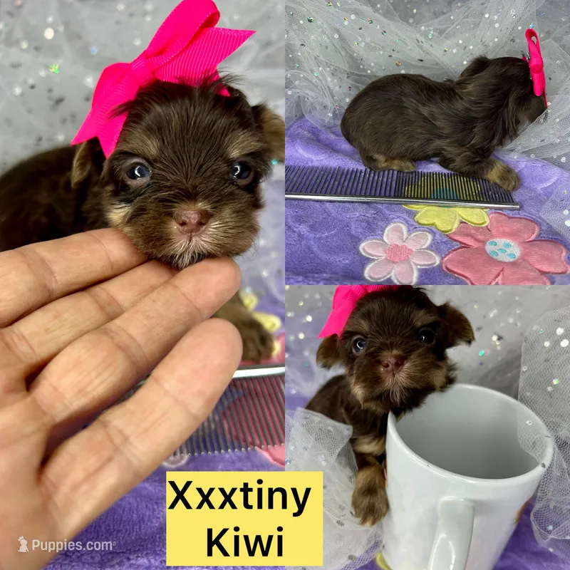 Xxxxtiny Kiwi  – Shih Tzu, Yorkshire Terrier puppy for sale in Tacoma, WA