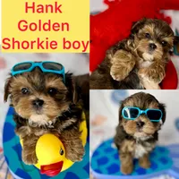 Hank extreme teddy bear face! , a male Shorkie for sale in Tacoma, WA – 1 of 10