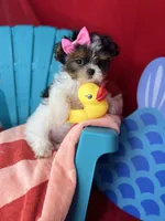 Abbey EXTREME BABY DOLL FACE! Ready now, a female Shih Tzu and Yorkshire Terrier for sale in Tacoma, WA – 7 of 10
