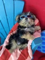Tiny Timmy Extreme teddy bear face shorkie , a male Shih Tzu and Yorkshire Terrier for sale in Tacoma, WA – 9 of 9