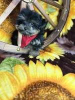 Extreme teddy bear face! Vet checked ready now , a male Shih Tzu and Yorkshire Terrier for sale in Tacoma, WA – 6 of 6