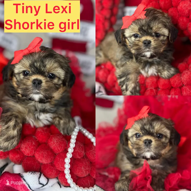Tiny Lexi , a female Shih Tzu and Yorkshire Terrier for sale in Tacoma, WA – Photo 1 of 7