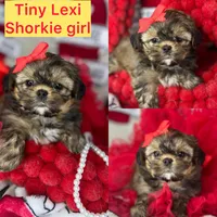 Tiny Lexi , a female Shih Tzu and Yorkshire Terrier for sale in Tacoma, WA – Photo 1 of 7