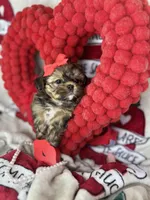 Tiny Lexi , a female Shih Tzu and Yorkshire Terrier for sale in Tacoma, WA – Photo 2 of 7