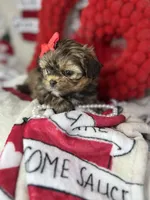 Tiny Lexi , a female Shih Tzu and Yorkshire Terrier for sale in Tacoma, WA – Photo 6 of 7