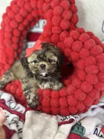 Tiny Lexi , a female Shih Tzu and Yorkshire Terrier for sale in Tacoma, WA – Photo 4 of 7