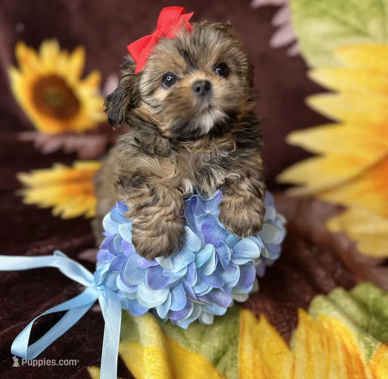 Tiny Lexi  – Shih Tzu, Yorkshire Terrier puppy for sale in Tacoma, WA