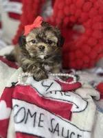 Tiny Lexi , a female Shih Tzu and Yorkshire Terrier for sale in Tacoma, WA – Photo 5 of 7