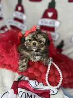 Tiny Lexi , a female Shih Tzu and Yorkshire Terrier for sale in Tacoma, WA – Photo 3 of 7