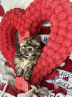 Tiny Lexi , a female Shih Tzu and Yorkshire Terrier for sale in Tacoma, WA – Photo 7 of 7