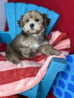 Baby doll face!  vet check fecal test ready now! , a female Shih Tzu and Yorkshire Terrier for sale in Tacoma, WA – 6 of 8